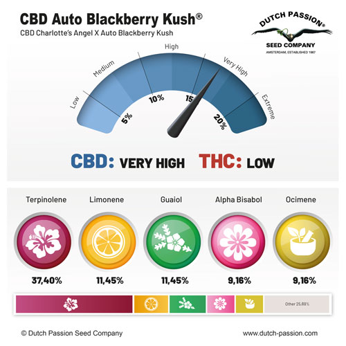CBD Auto Blackberry Kush terpenes and cannabinoids